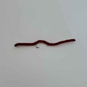 Red San Juan Worm